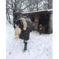 Winter Laminitis